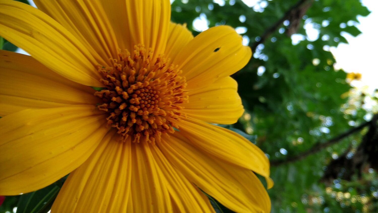 Beautiful flower