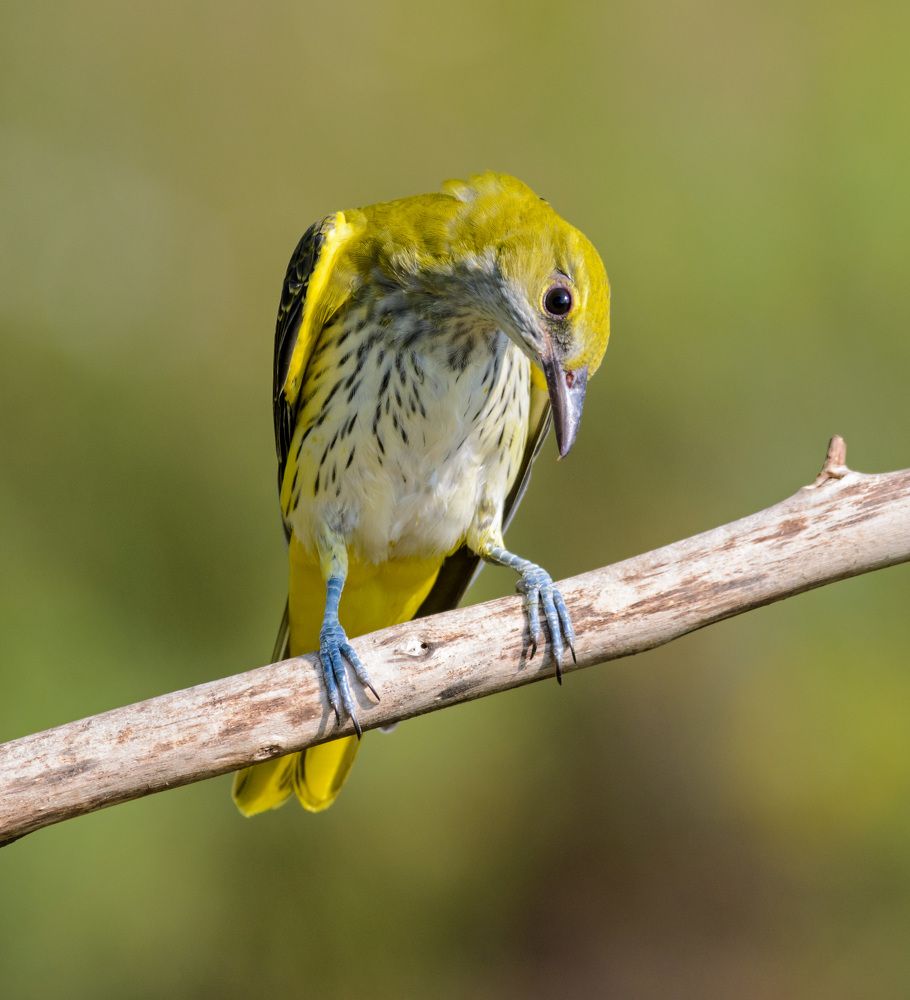 Это кто там щелкает?