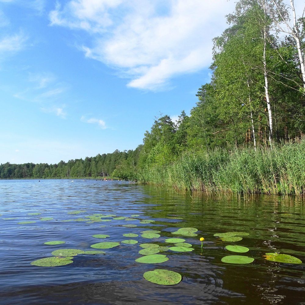 Одинокая кувшинка