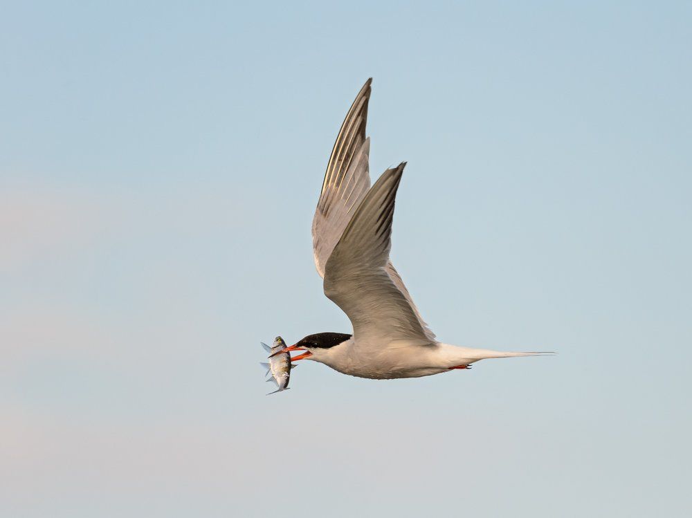 Удачная рыбалка.
