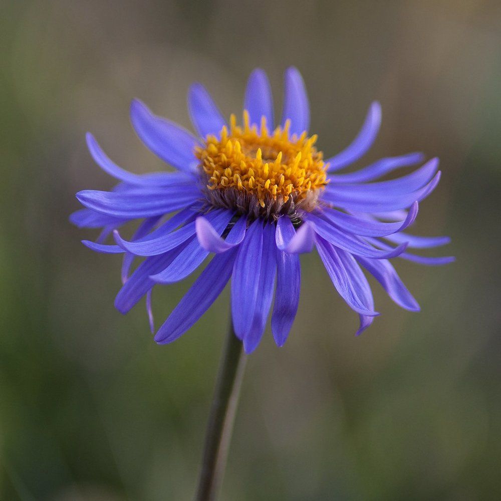 Вечерний танец Астры