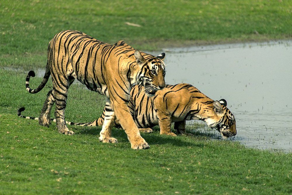Tigers at Ranthambore