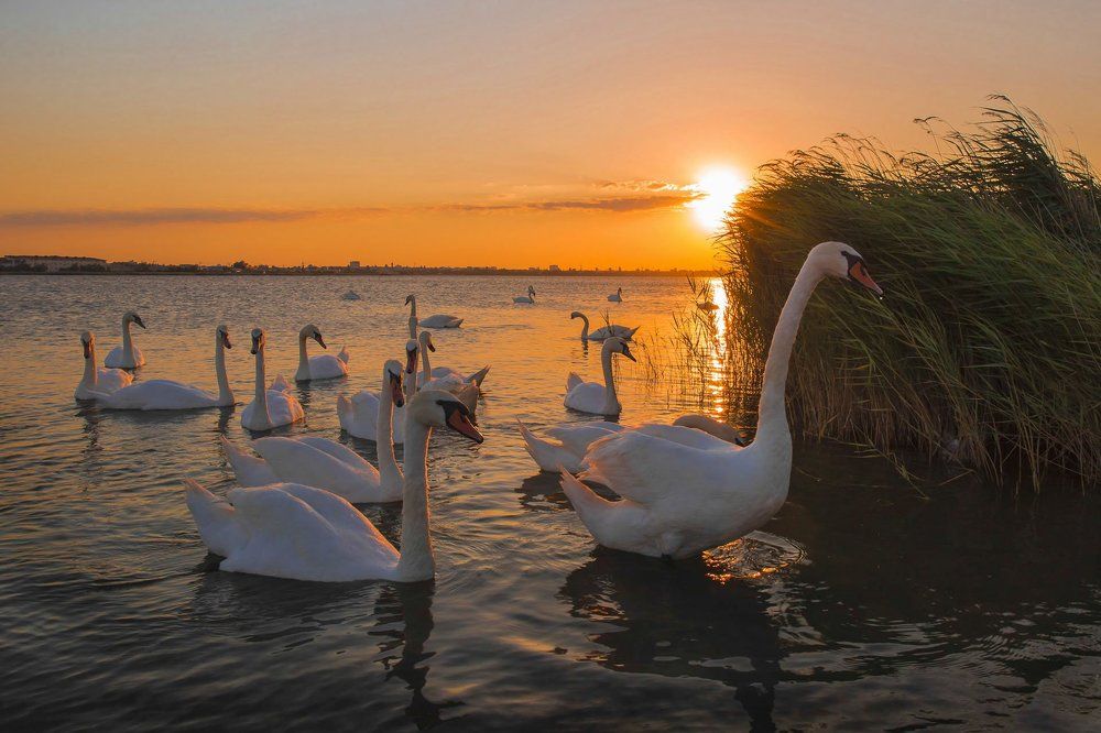 лебединое озеро.