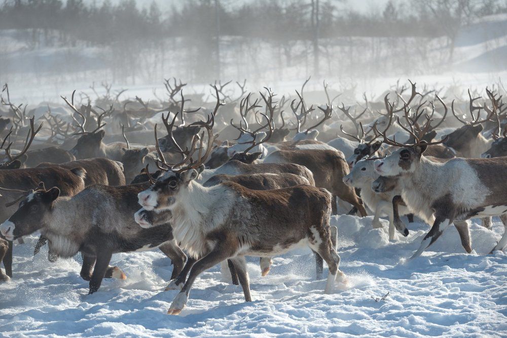 Зимний марафон