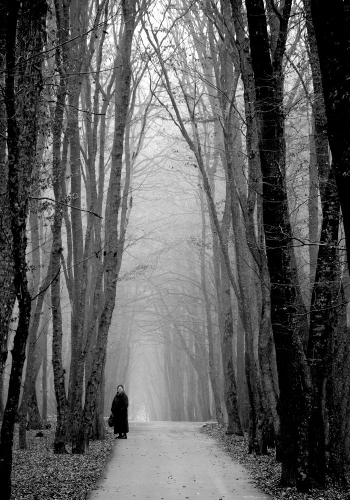 Одна среди высоких деревьев