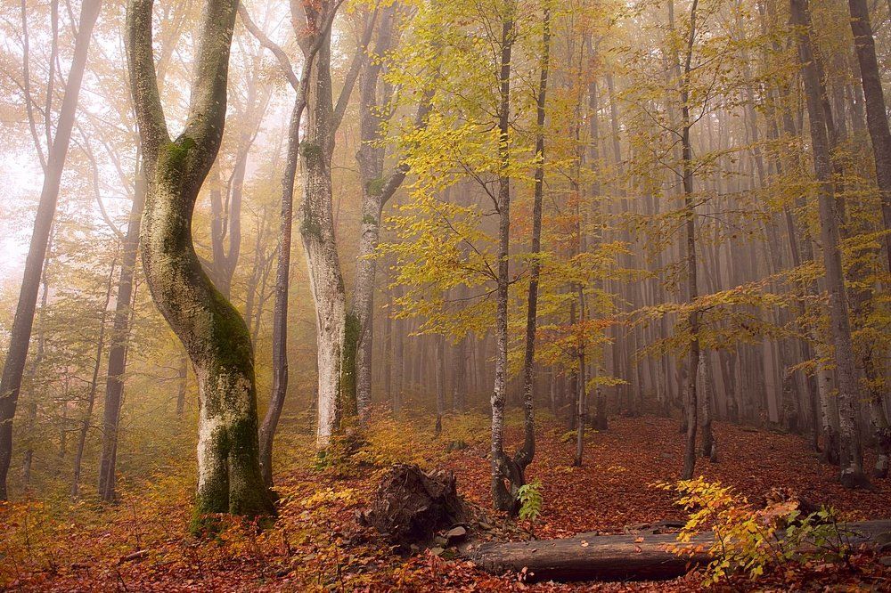 Танец в тумане