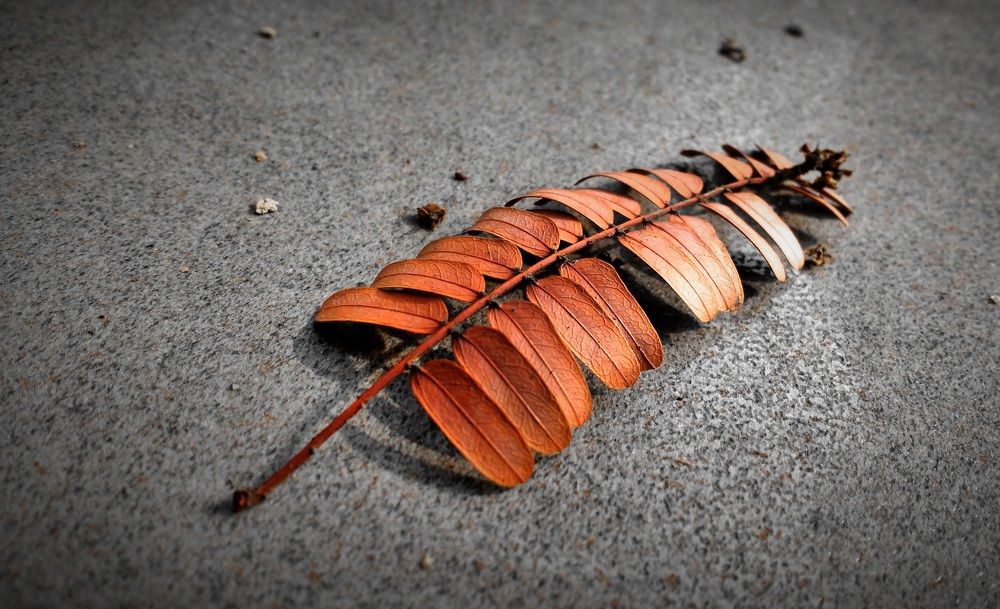 Design of nature