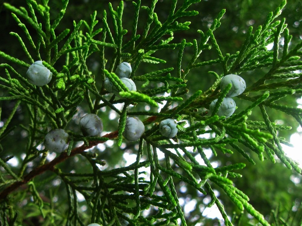 Photograph by Ольга