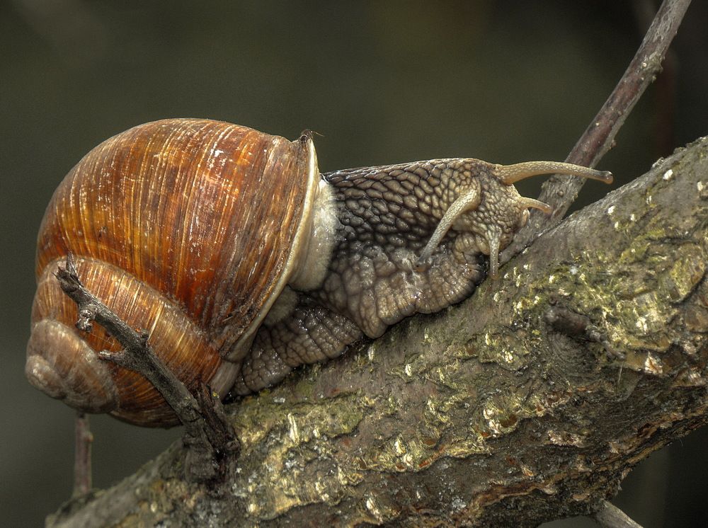 Photograph by Игорь Осипов