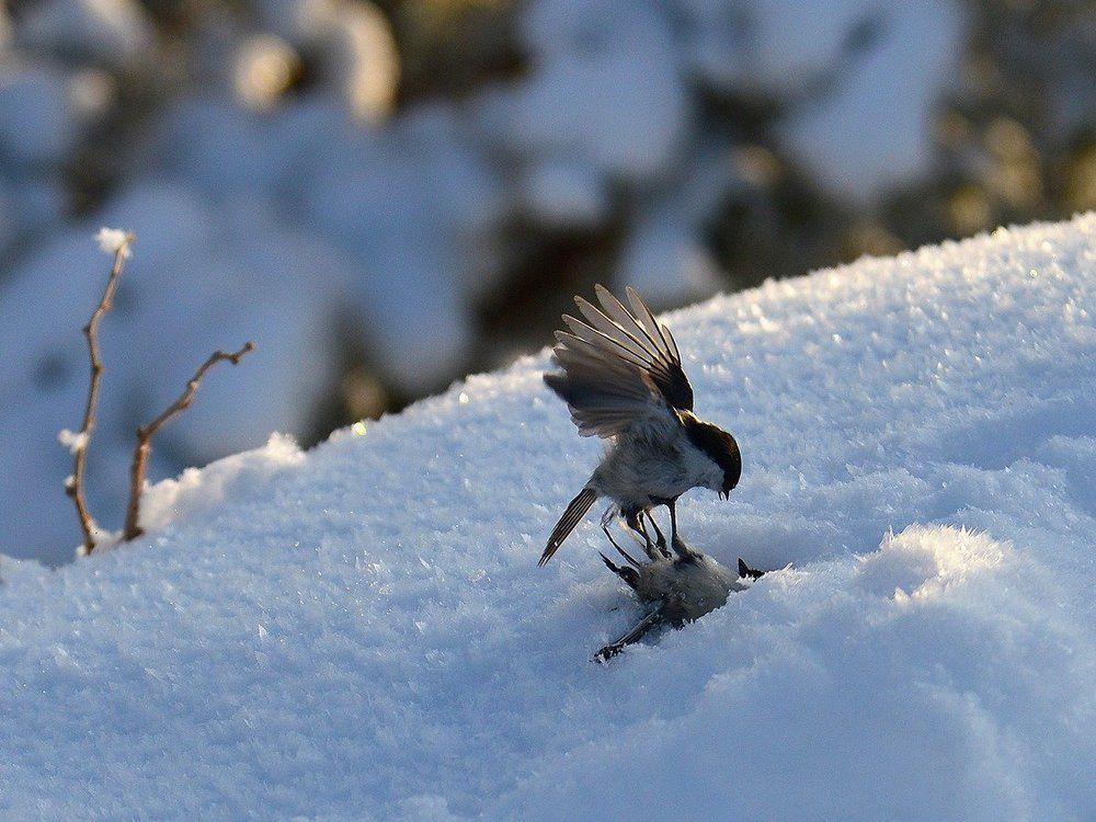 Бой местного значения
