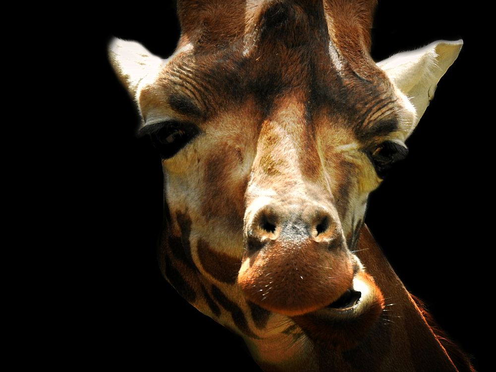 Эти глаза напротив...