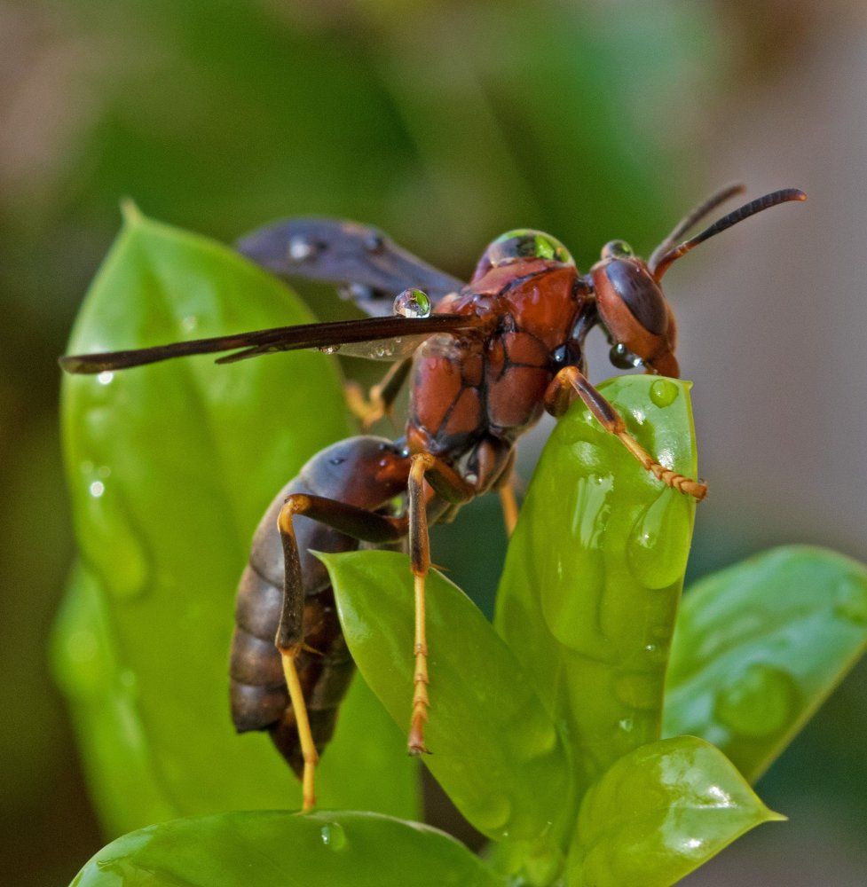 Wet wasp