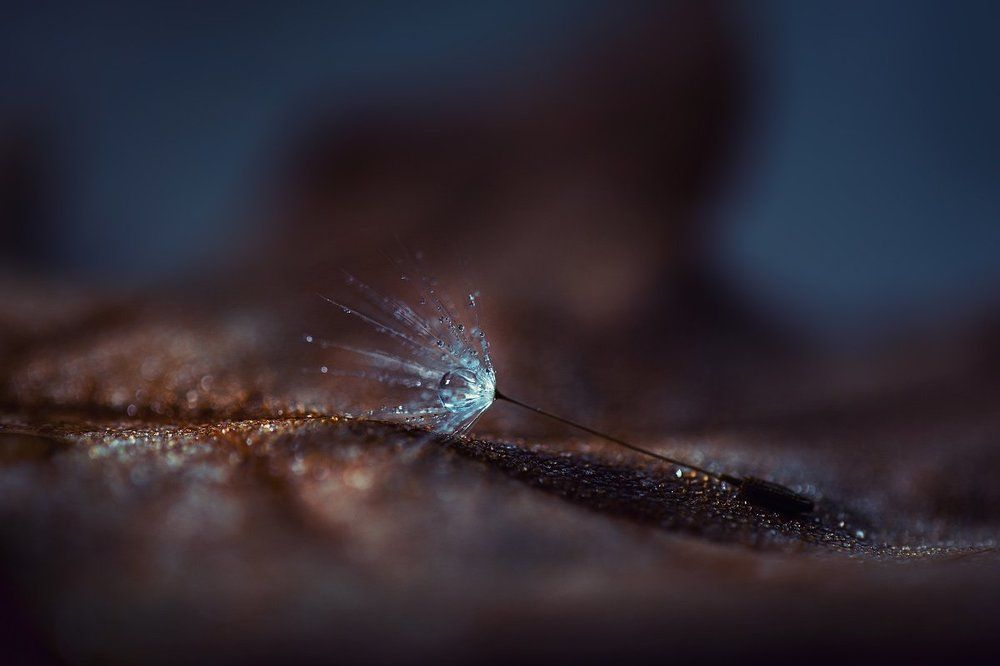 о свежести и сумраке