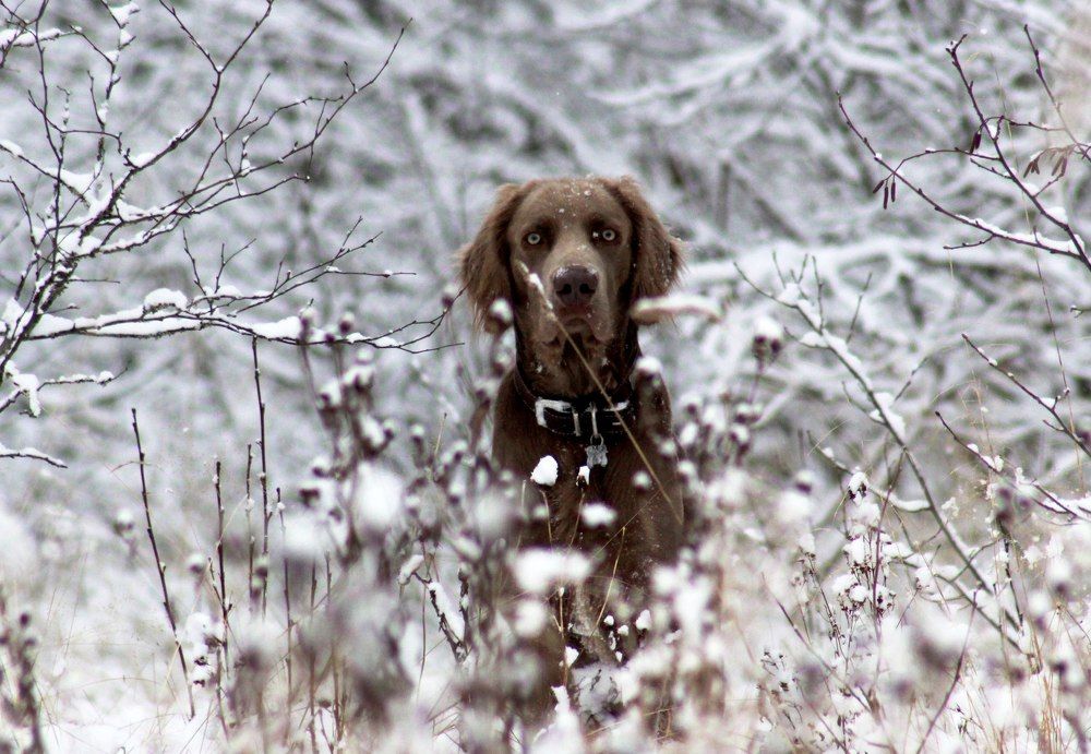 По первому снегу.