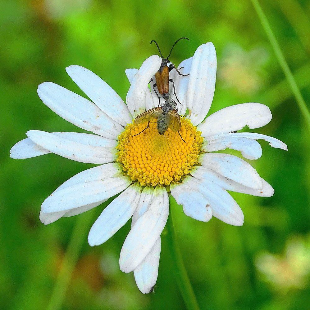 Любит - не любит, ты не гадай...муха- моя! таракан- улетай...)))