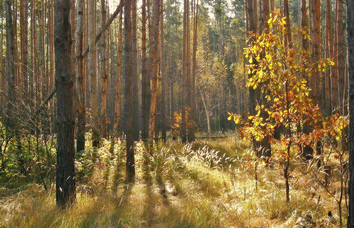 В осеннем лесу...