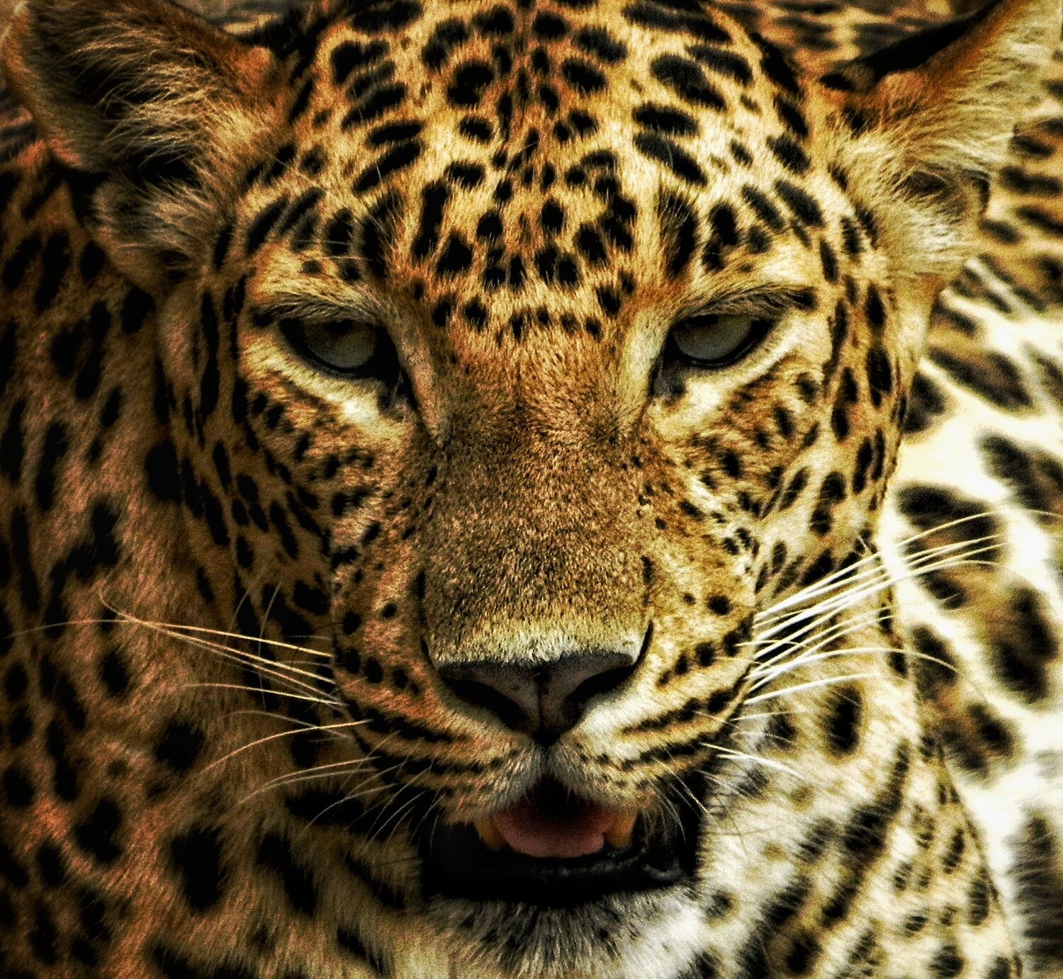 the wild beaet