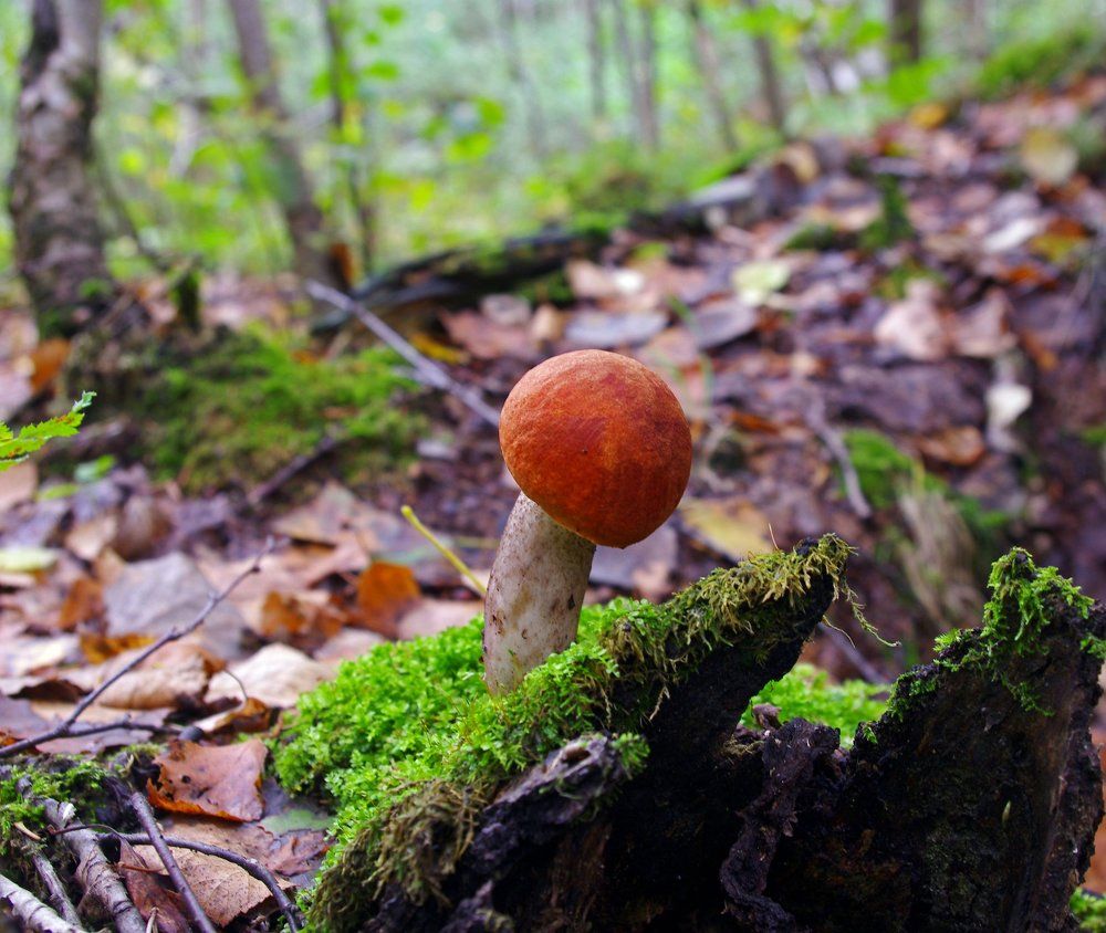 Красноголовик