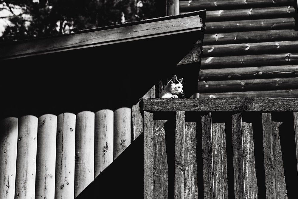 Photograph by Юлия Усова