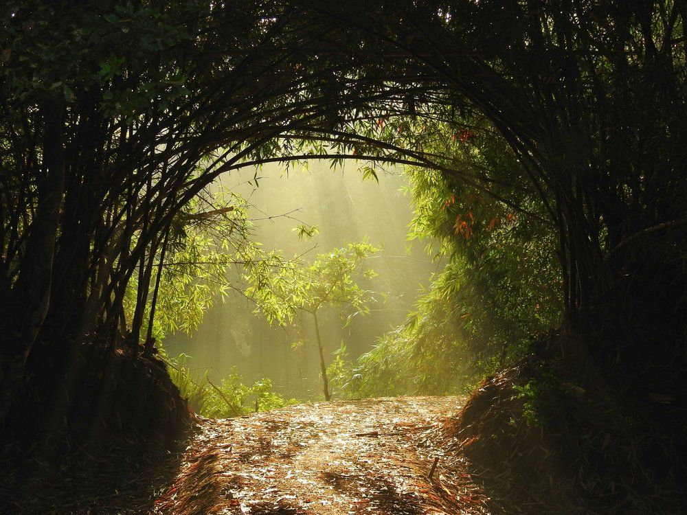 Shadows way
