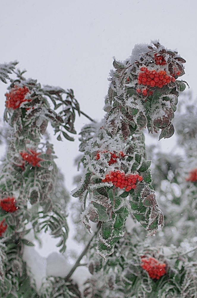 холодное утро.