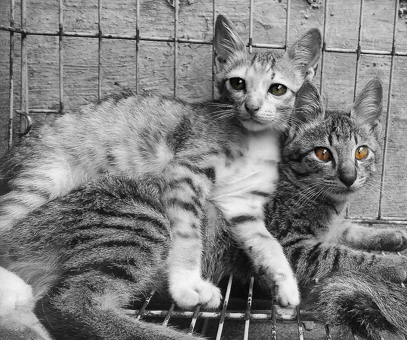 Sibling