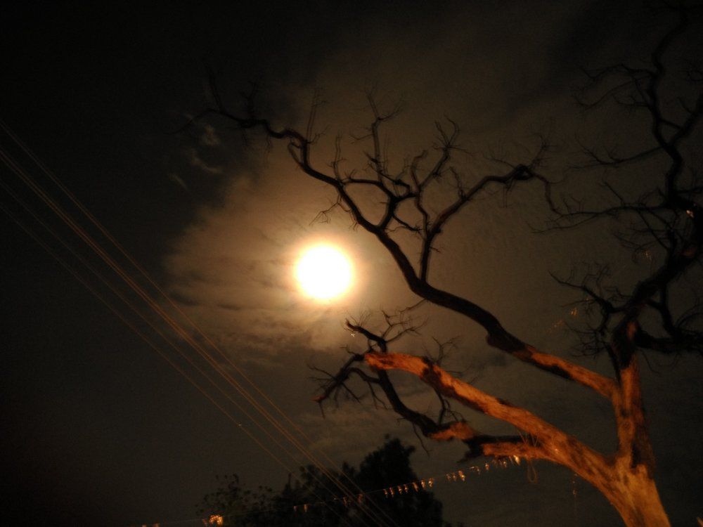 Fullmoon behind the Tree