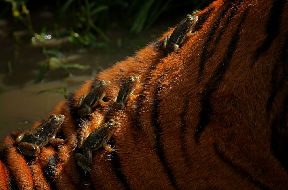 Piggy back ride on a tiger