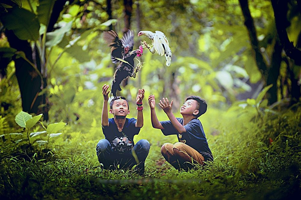 Fun with the Roosters