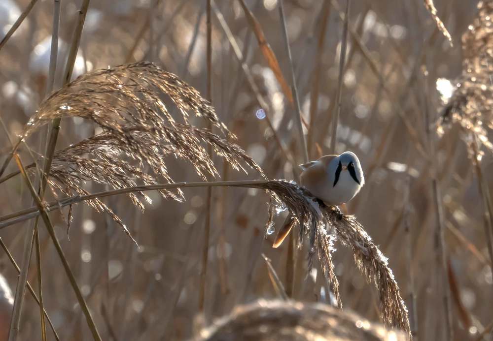 Усатая синица