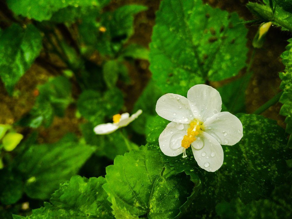 Water drops on flower