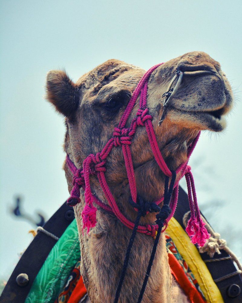 Camel's photo