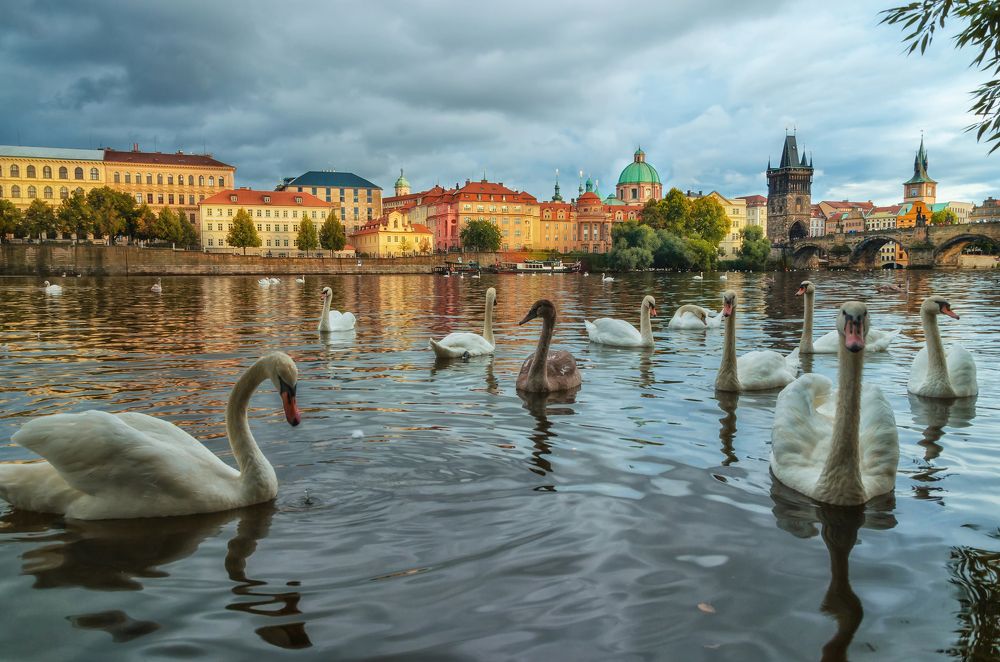 И вид лебедей – как отрада для глаз, когда по воде они ровно плывут...