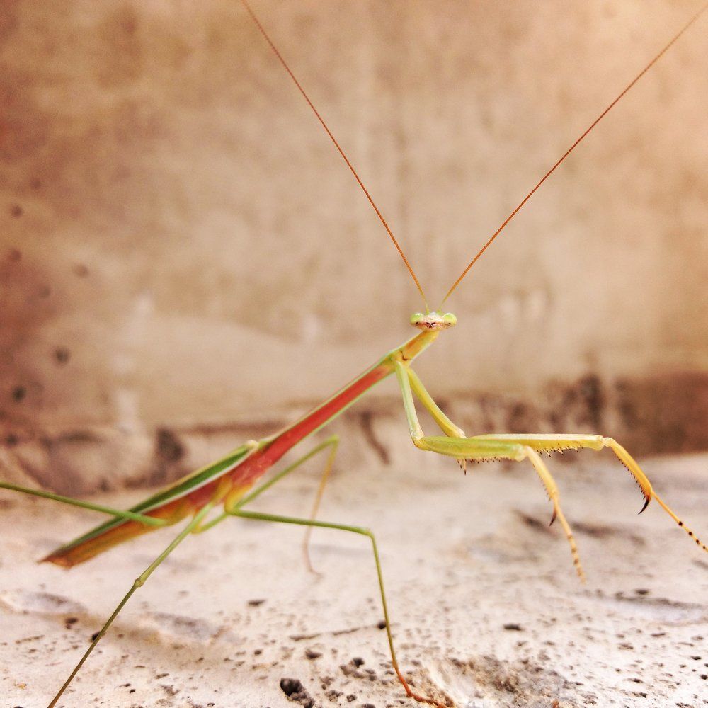 The mantis.