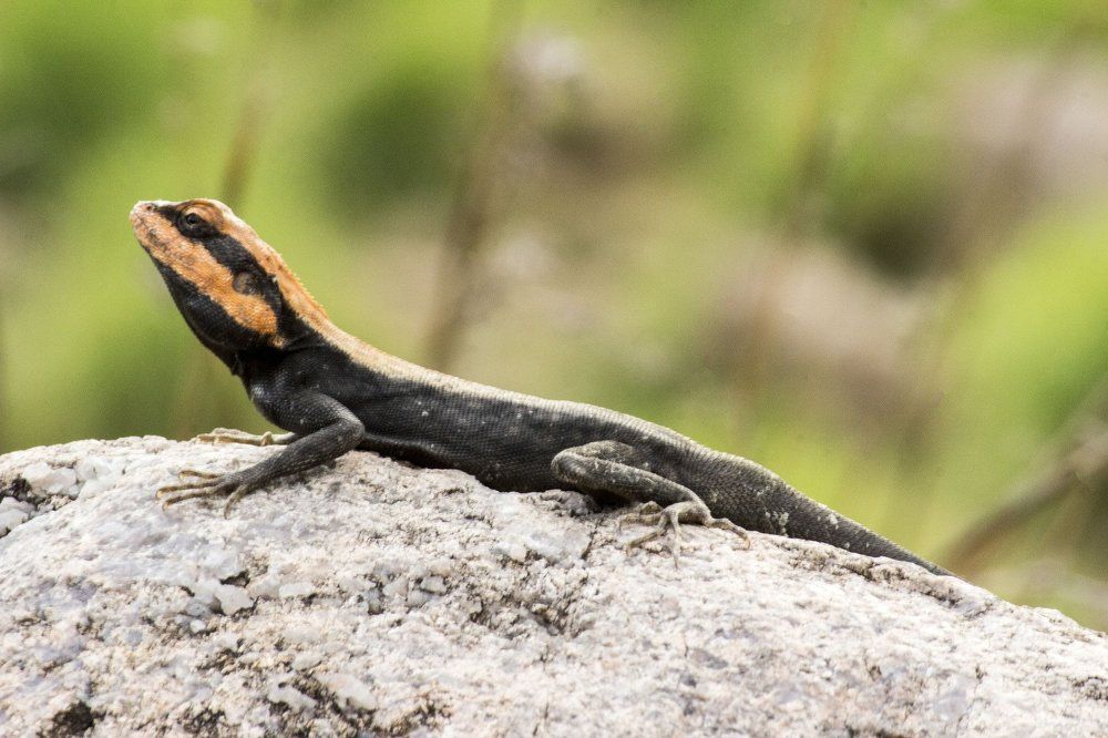 pose given by reptile