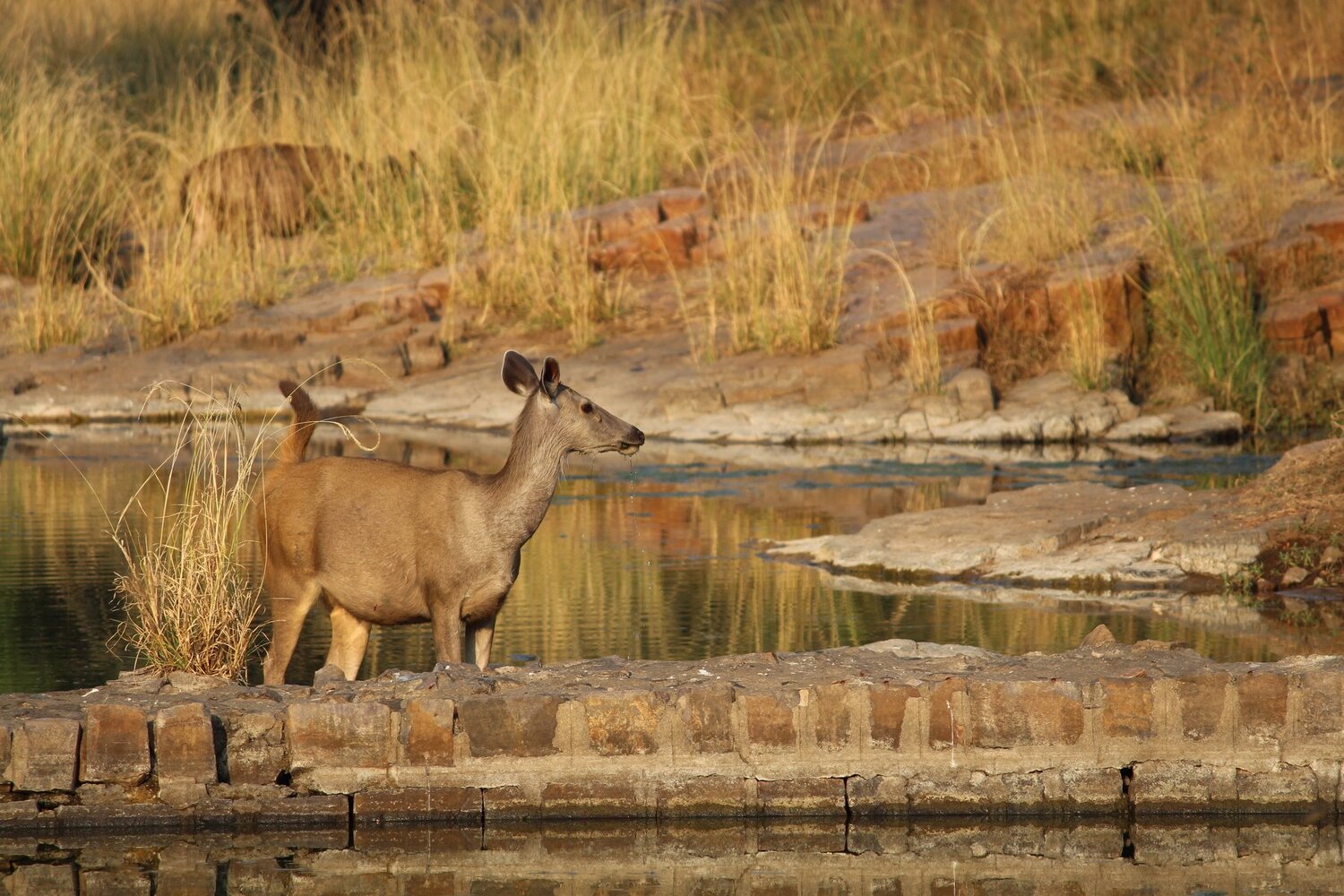 Ranthambore national park - Sambar