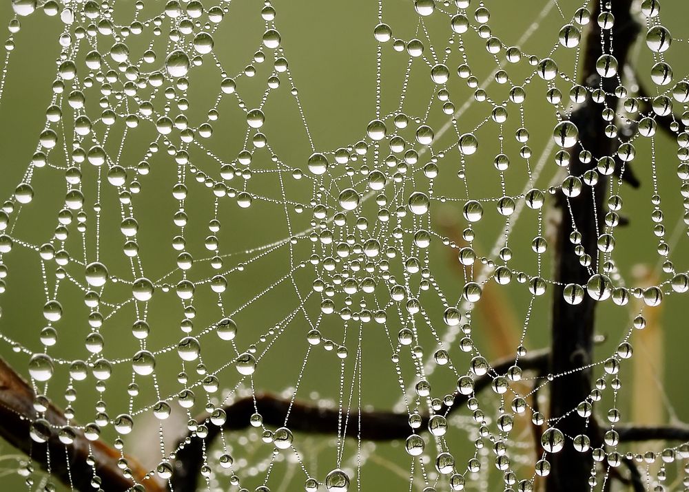 Ожерелье для паука