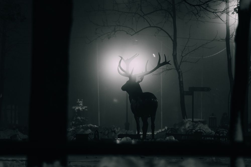 Туманный гость