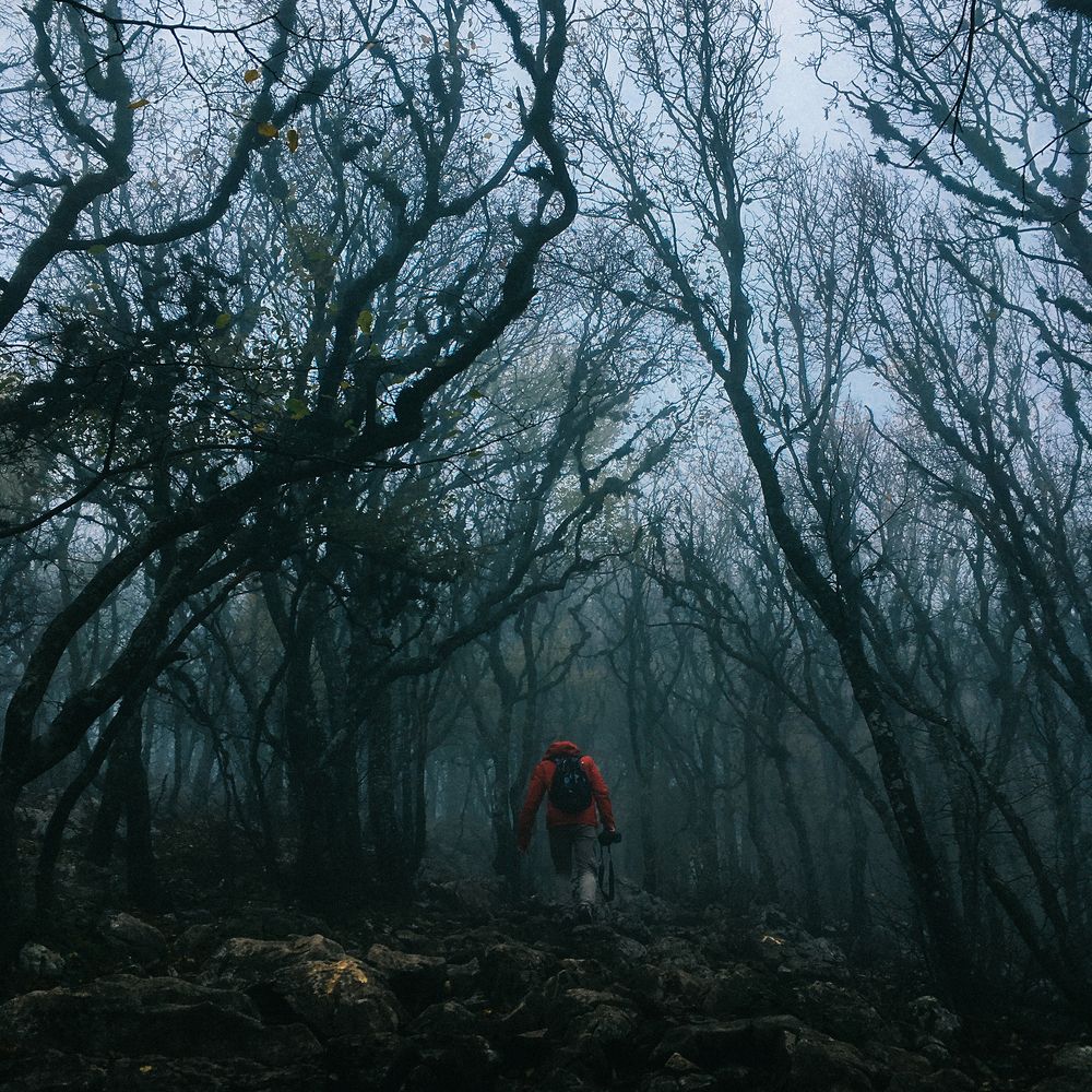 туман в лесу