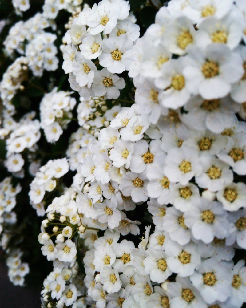 Photograph by Янева Настюша