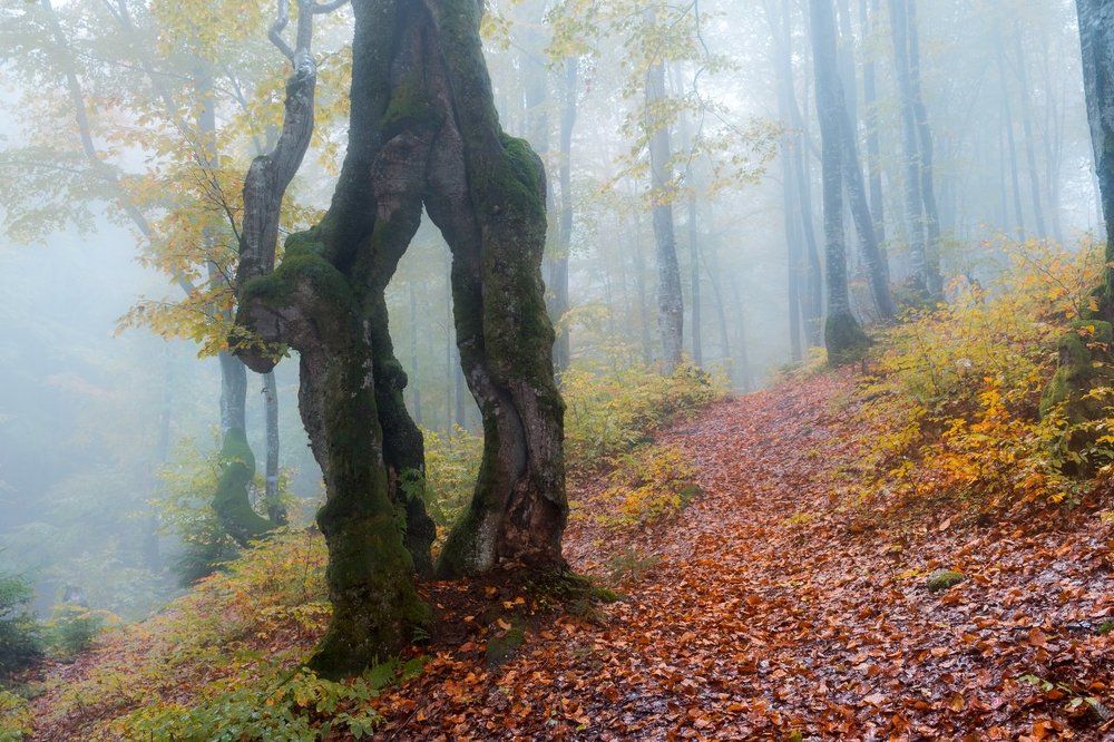 Туманный портал