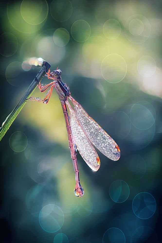 Хрустальная