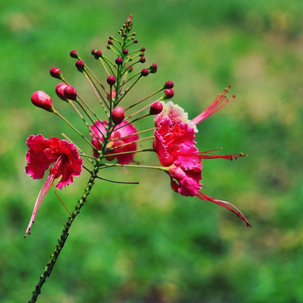 Bloom Blossom