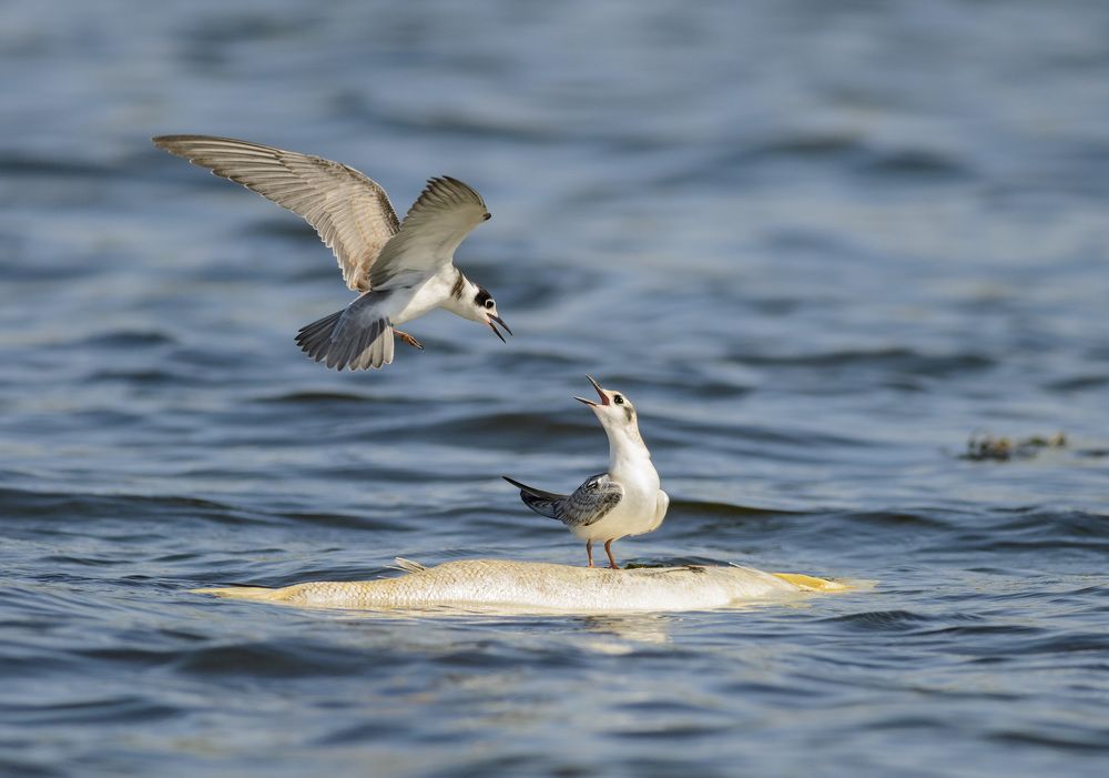 А ну-ка отними!