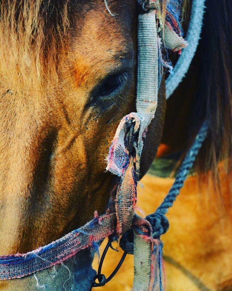 Horse