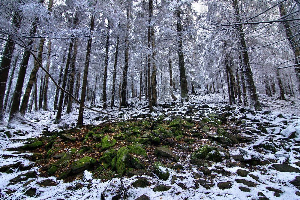 Зеленый уголок