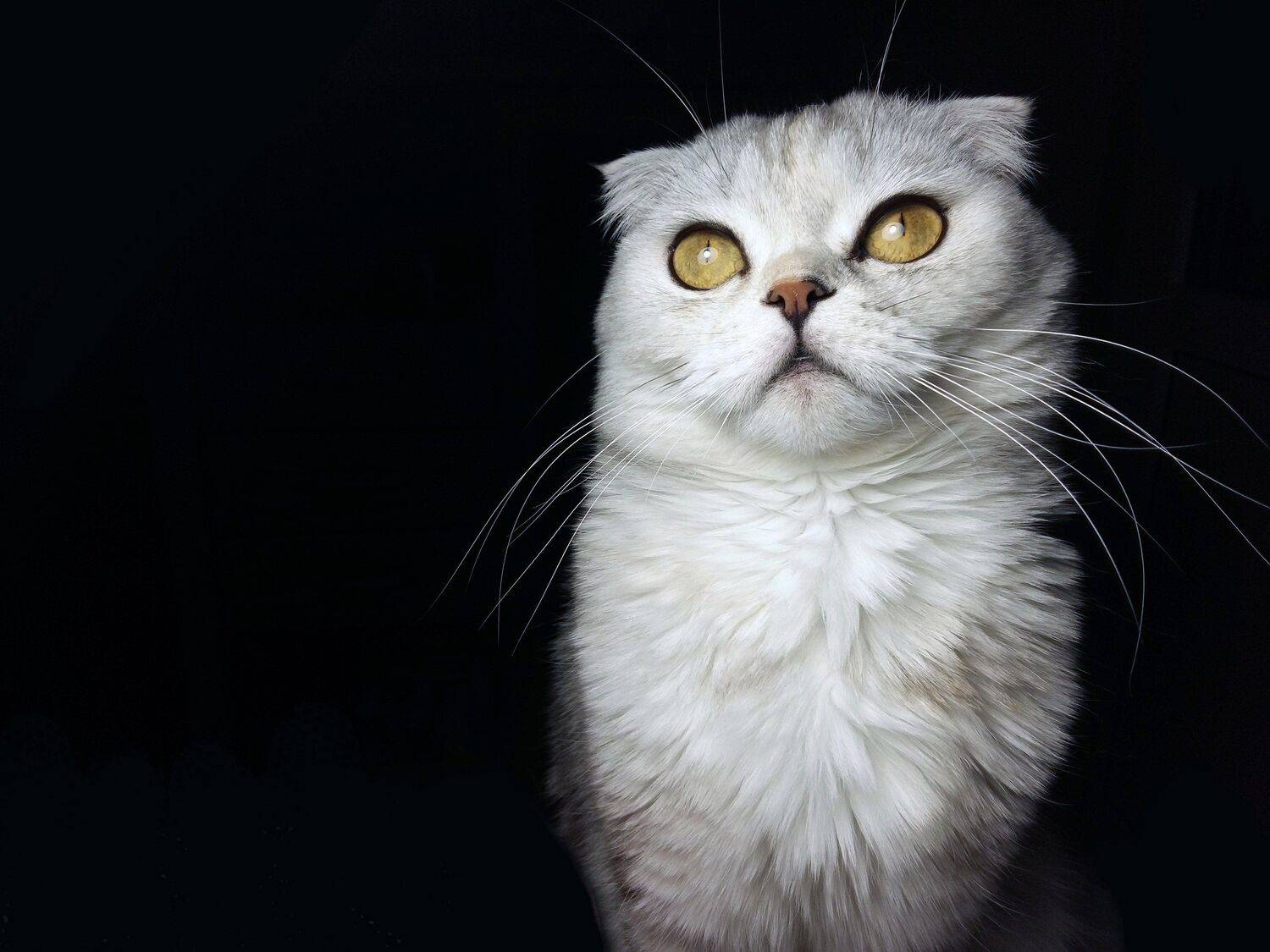 Мишель