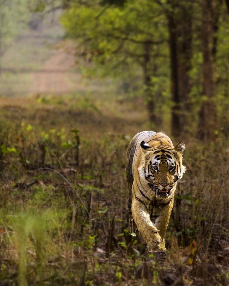King of Indian Jungle!