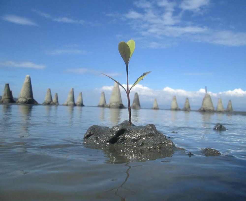 Seedling of Future