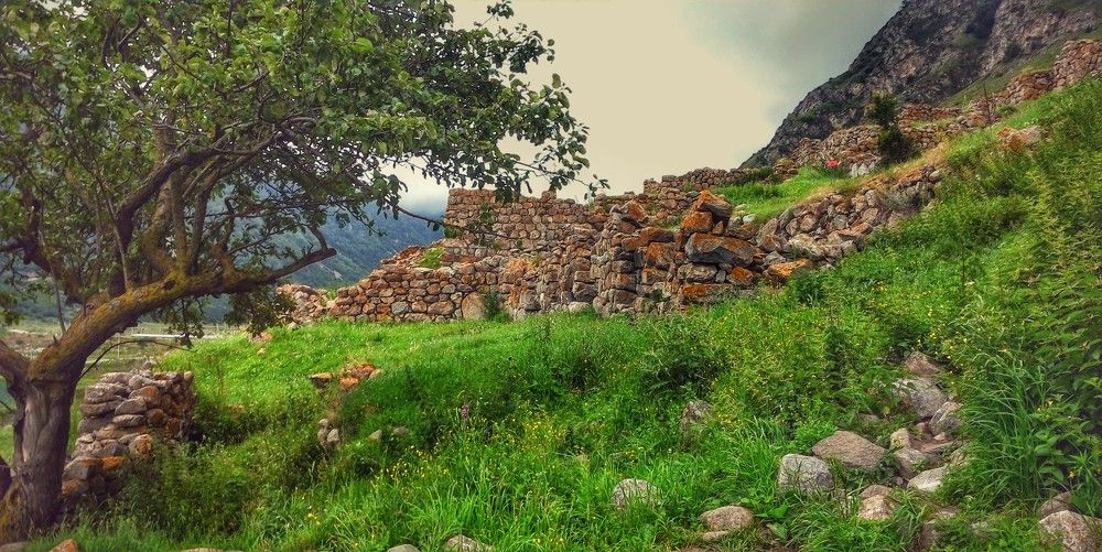 Древо жизни